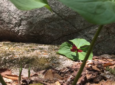 Red Trillium