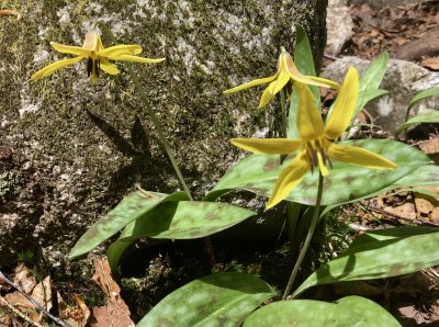 yellow trout lilly