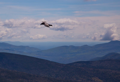 _MG_3878.jpg