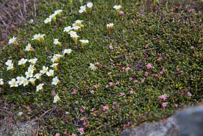 Diapensia and Alpine Azalea
