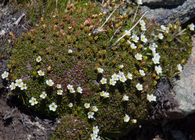 Diapensia