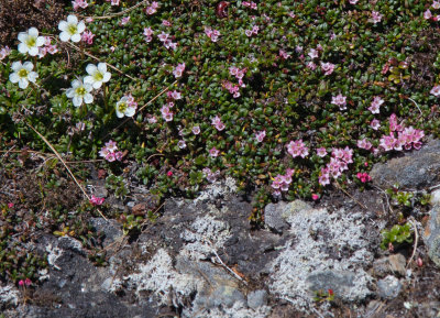 Diapensia and Alpine Azalea with Iceland Moss