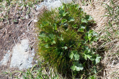 Sedge with Mountain Avens