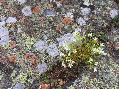 Mountain sandwort