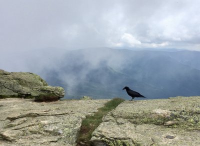common raven begging for food on Franconia Ridge