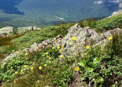 mountain avens