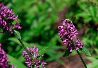 _MG_6679.jpg