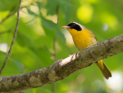 Common yellowthroat