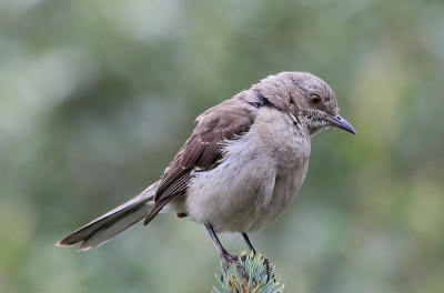 Young Northern Mockingbird