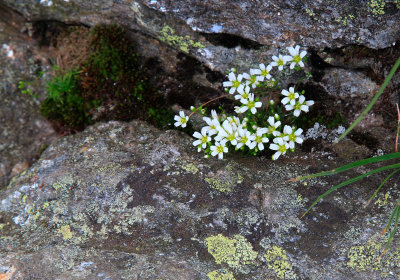 mountain sandwort