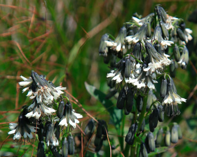 boott's rattlesnake root