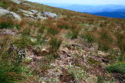 alpine tundra