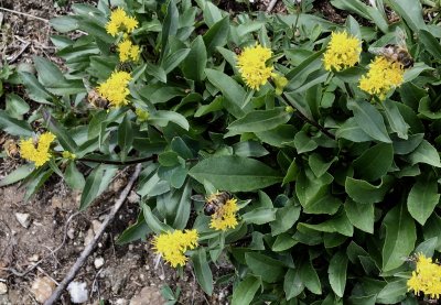 alpine goldenrod with happy bees