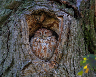 #Eastern Screech Owl