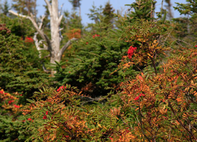 _MG_6521.jpg