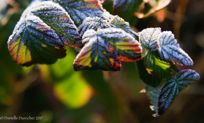 _MG_9494.jpg
