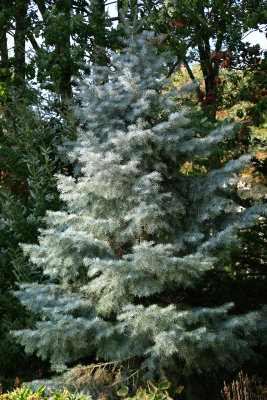 my favorite tree!  abies concolor 'blue cloak'