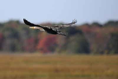 Cormorant