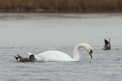 Wigeons and Swan