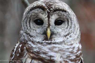 Barred Owl