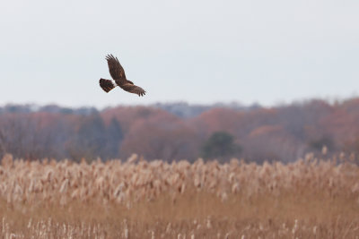 Northern Harrier