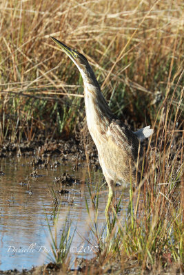 American Bittern