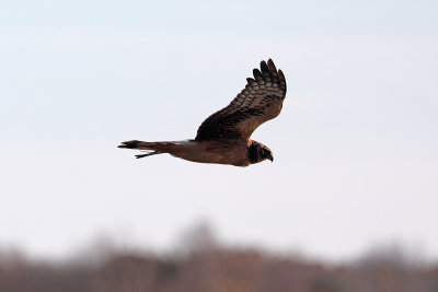 Northern Harrier