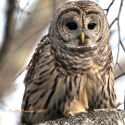 Barred Owl