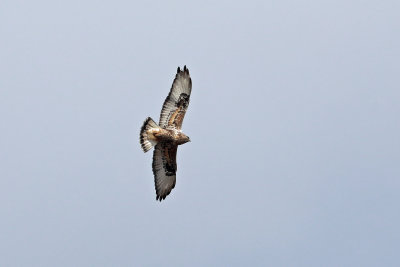 Rough-legged hawk
