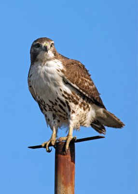 Red-tailed hawk