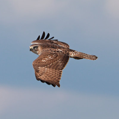 Red tailed hawk 
