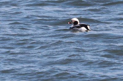 long tailed duck