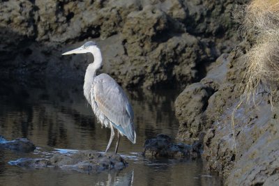 great blue heron