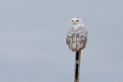 Snowy owl