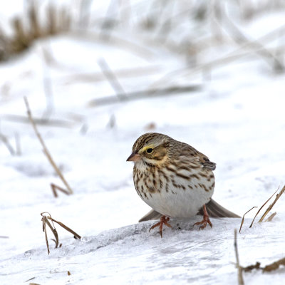 Savannah sparrow