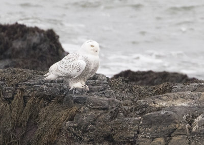 Snowy Owl