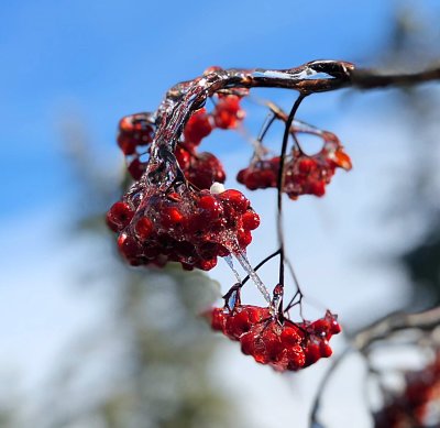 Mountain Ash Berries