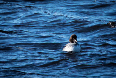 female goldeneye