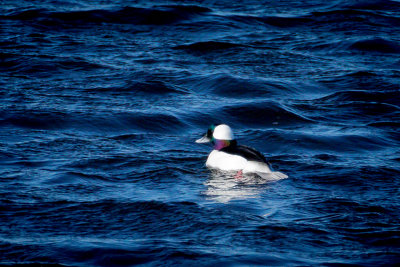 Bufflehead