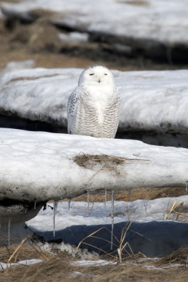 Snowy owl