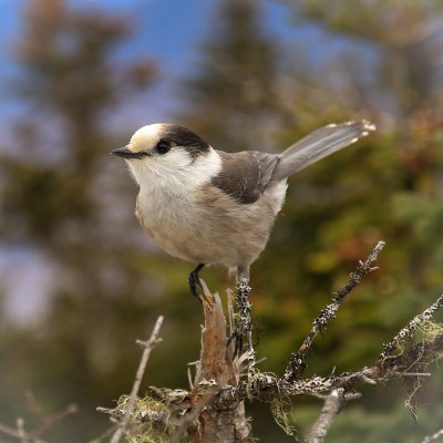 Gray Jay