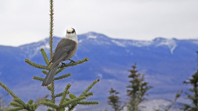 Gray Jay