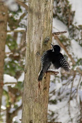 female black-backed woodpecker