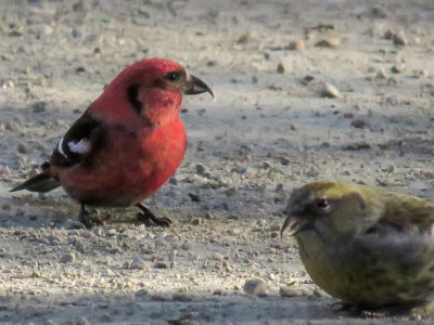White -winged crossbills