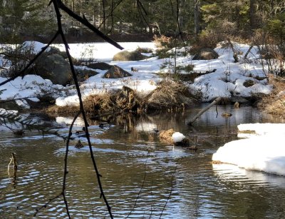 Mallards at Black Pond