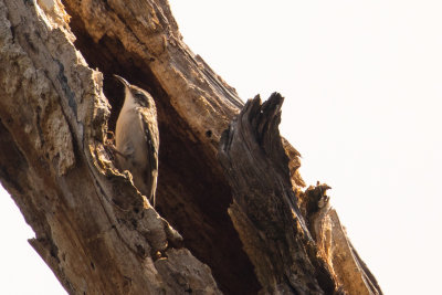 Brown Creeper