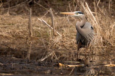 Great Blue Heron