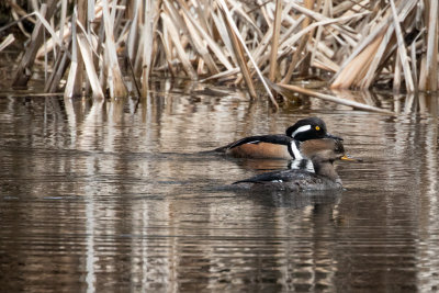 Hooded Mergansers