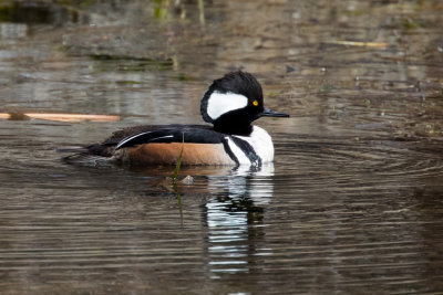 Hooded Merganser