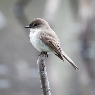Eastern Phoebe